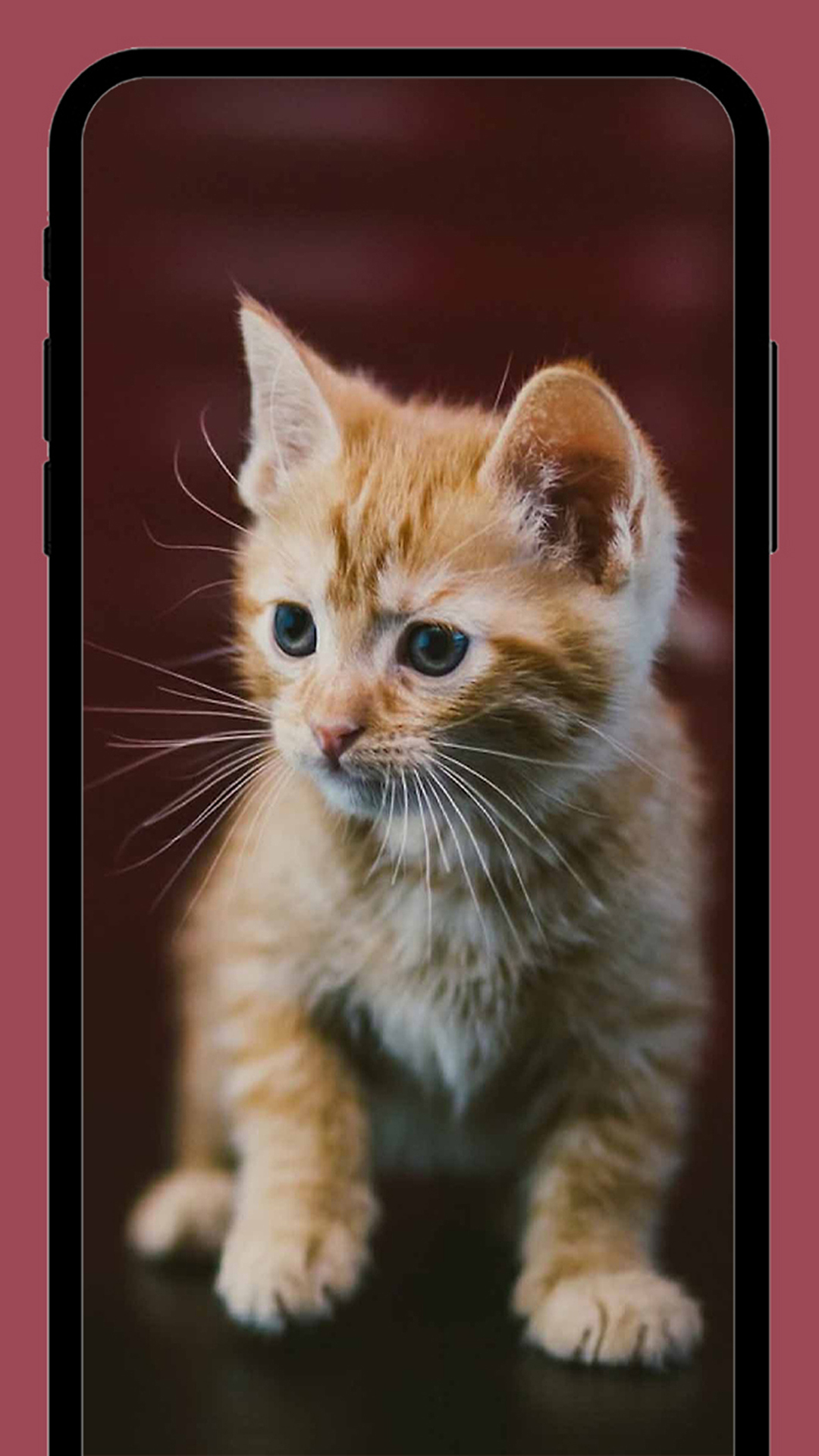 Скриншот приложения «Милые котики обои HD+» №8