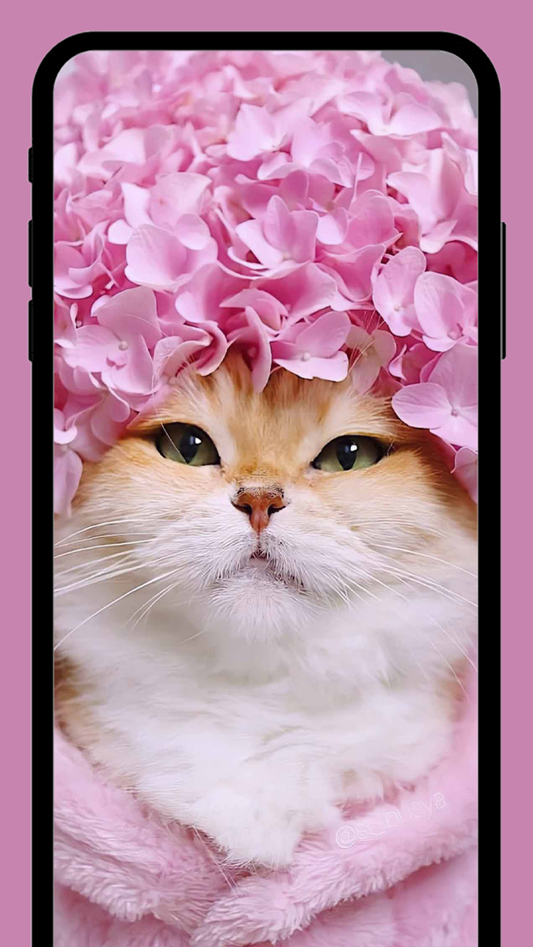 Скриншот приложения «Милые котики обои HD+» №6
