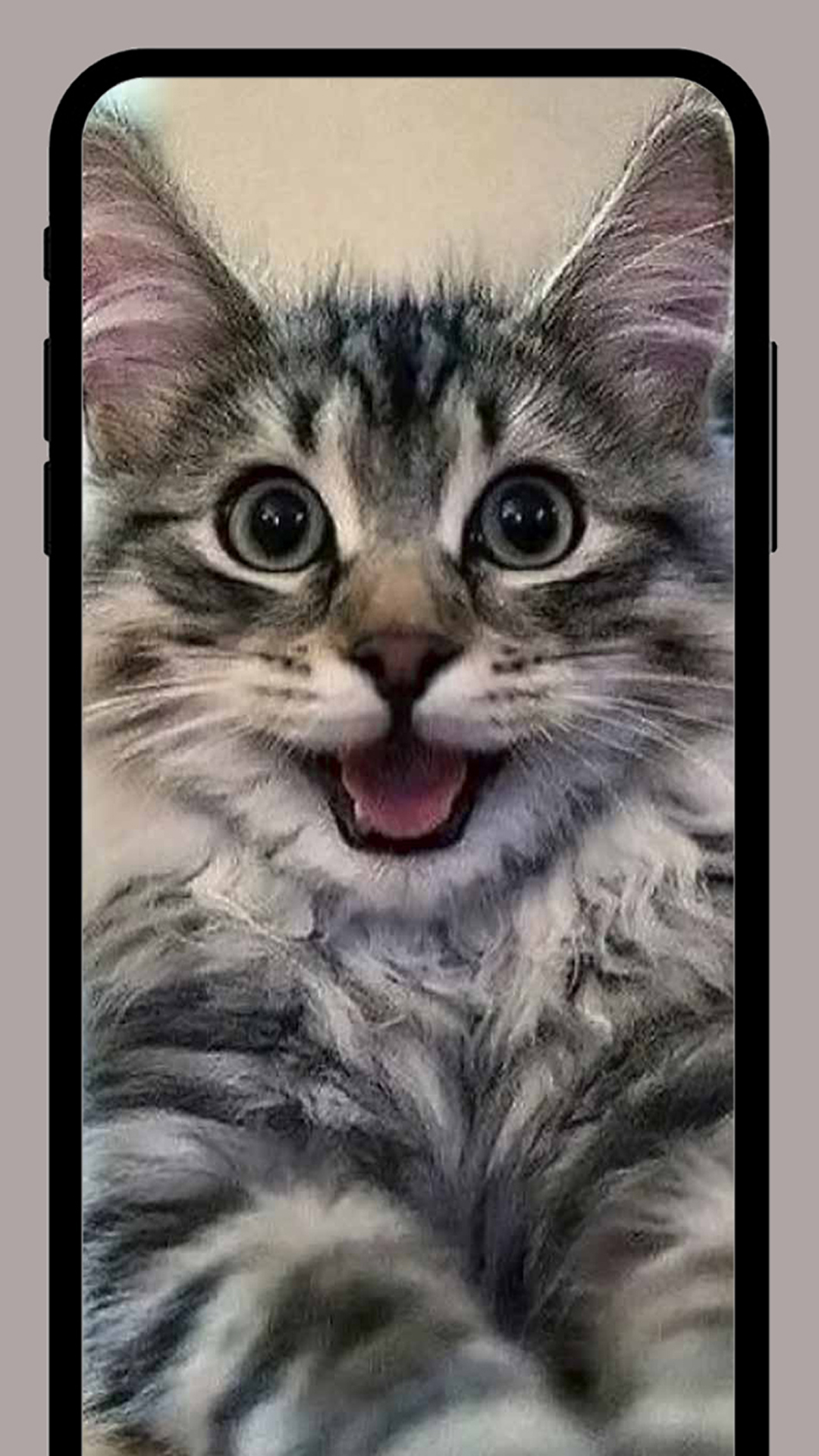 Скриншот приложения «Милые котики обои HD+» №1