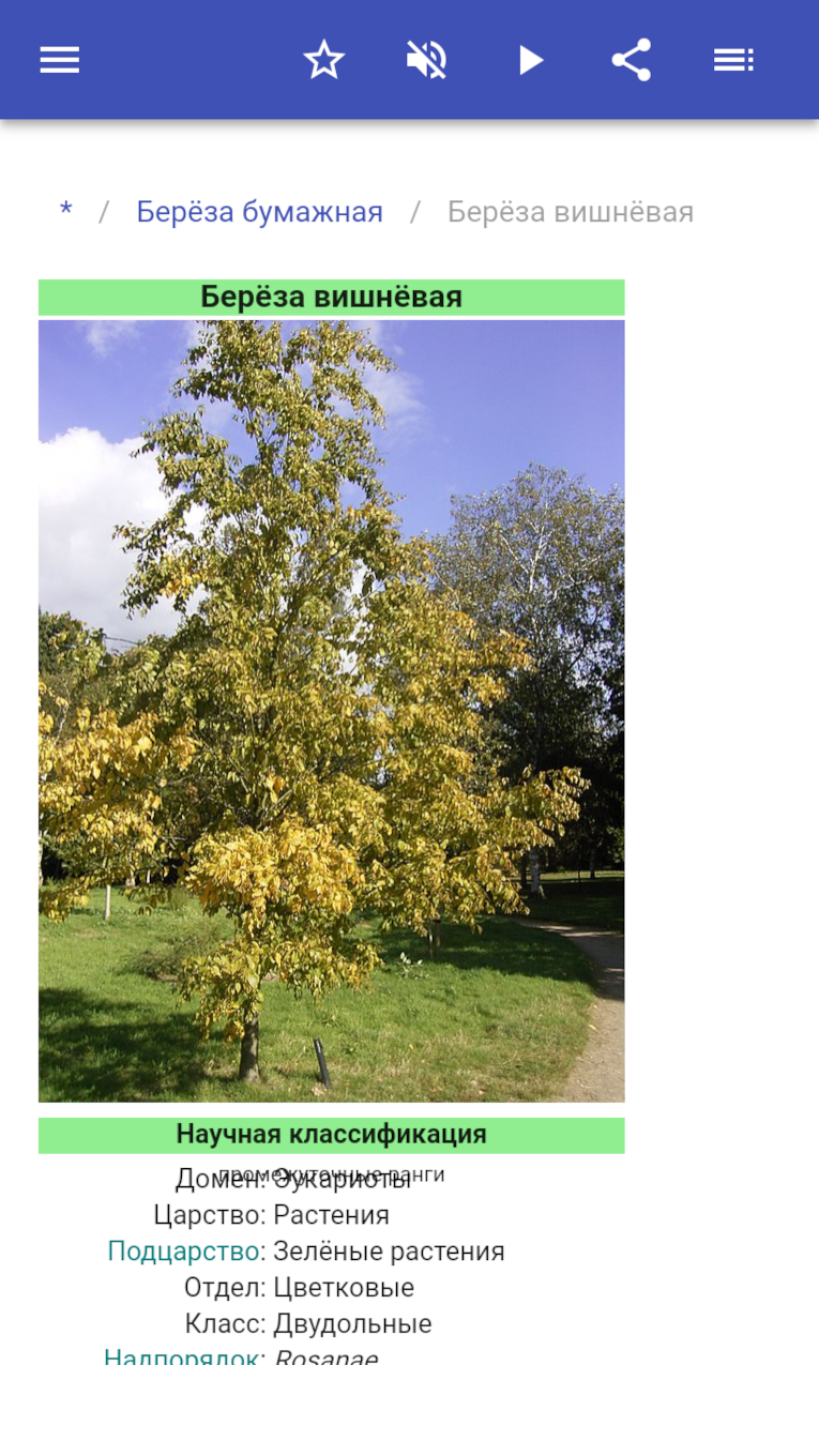 Скриншот приложения «Каталог деревьев» №3