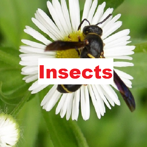 Иконка приложения WordLearner Insects